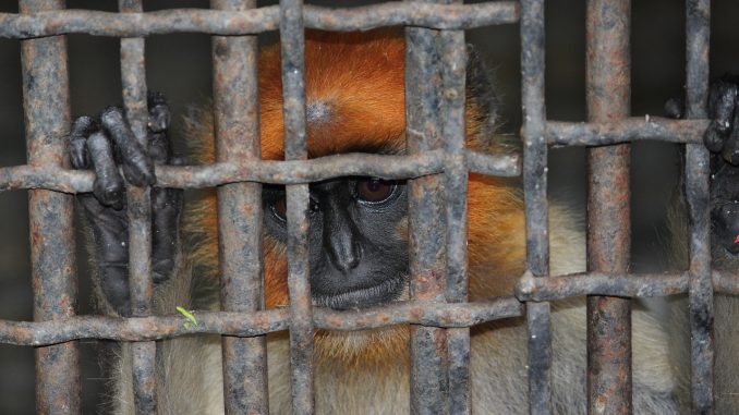Fence Cage Jail Iron Old Animal 