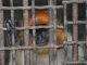 Fence Cage Jail Iron Old Animal