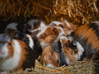 Guinea Pig Nager Rodent Cute Pet