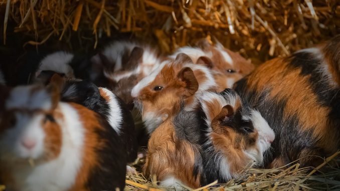 Guinea Pig Nager Rodent Cute Pet 