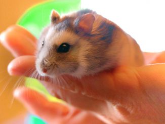 Hamster Pet Rodent Holding