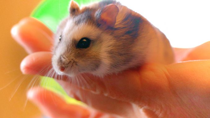 Hamster Pet Rodent Holding 