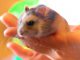 Hamster Pet Rodent Holding