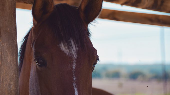 Horse Horses Equine Animal Nature Horse Horses Equine Animal Nature