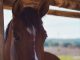Horse Horses Equine Animal Nature