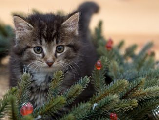 Kitten New Year S Eve