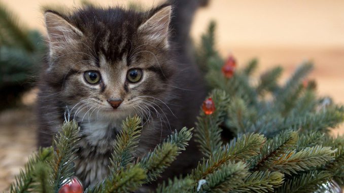 Kitten New Year S Eve 