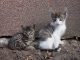 Kittens Kitten Animals Cat Pet