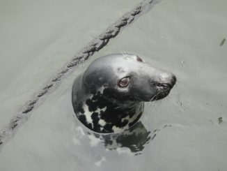 Seal Animal Marine Life
