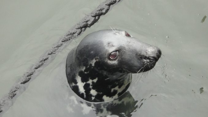 Seal Animal Marine Life 