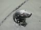 Seal Animal Marine Life