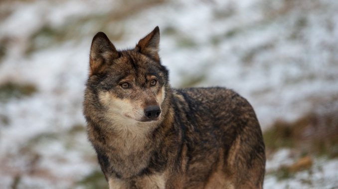 Wolf Close Up Nature Animal World Wolf Close Up Nature Animal World
