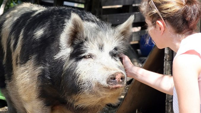 Animal Big Boar Dirty Farm Farmer Animal Big Boar Dirty Farm Farmer