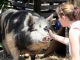 Animal Big Boar Dirty Farm Farmer
