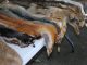 Animal Skins Wildlife Leather Fur