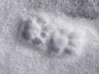 Animal Track Reprint Paw Cat Snow