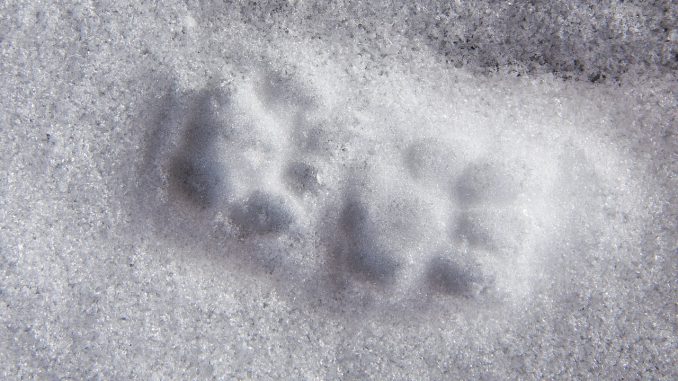 Animal Track Reprint Paw Cat Snow 