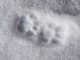 Animal Track Reprint Paw Cat Snow