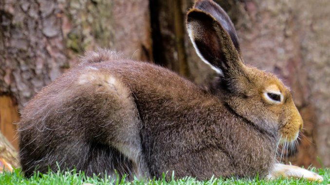 Animals Hare Rodent Long Eared Fur 