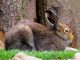Animals Hare Rodent Long Eared Fur