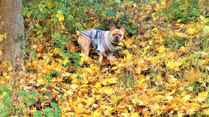 Autumn Background Dog Leaves Autumn Background Dog Leaves
