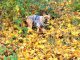 Autumn Background Dog Leaves