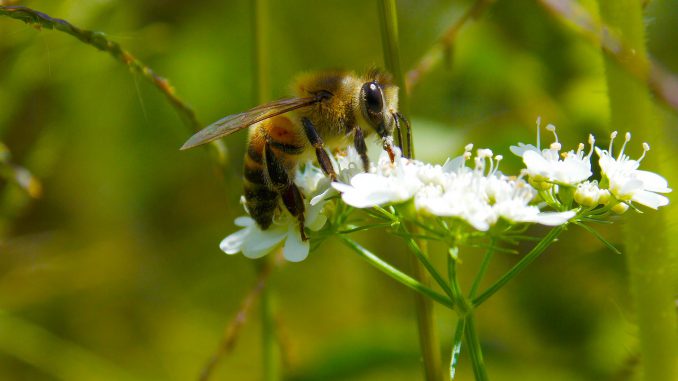 Bee Pollen Honey Flower Nectar 