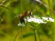 Bee Pollen Honey Flower Nectar