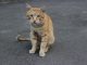 Cat Animals Feline Street Sorrow