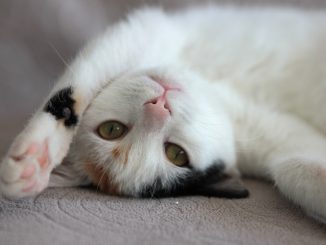 Cat Kitten Cute Animal Little