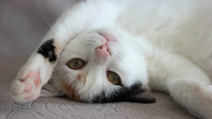 Cat Kitten Cute Animal Little 