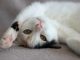 Cat Kitten Cute Animal Little
