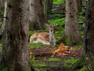 Fallow Deer Roe Deer Forest Wild