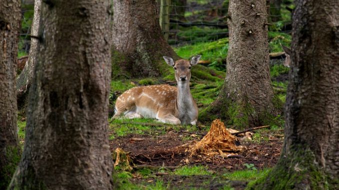 Fallow Deer Roe Deer Forest Wild 