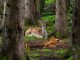 Fallow Deer Roe Deer Forest Wild
