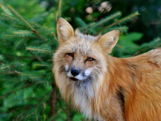 Fuchs Animal World Wild Animal