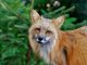 Fuchs Animal World Wild Animal