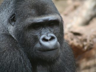 Gorilla Monkey Animal Furry
