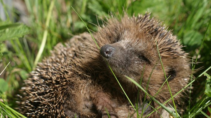 Hedgehog Spur Hannah Cute Animal 