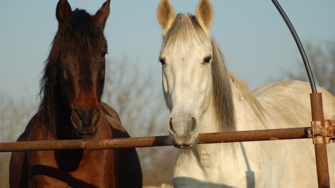 Horse Horses Riding School Animals 