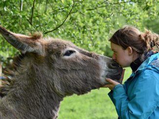 Kisses Kiss Girl And Donkey