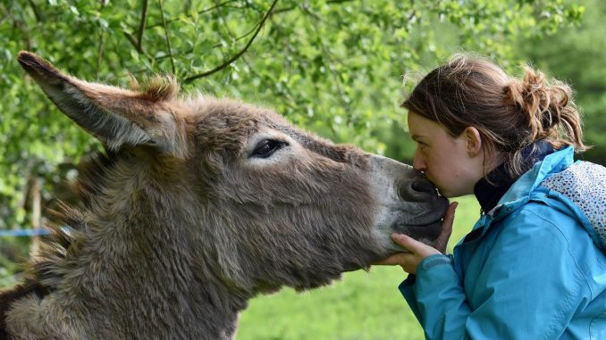 Kisses Kiss Girl And Donkey Kisses Kiss Girl And Donkey