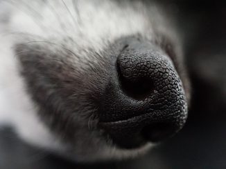 Nose Dog Sleeping Background