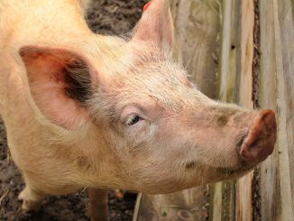 Pig Snout Animal Farm Piggy Bank
