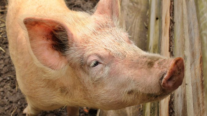 Pig Snout Animal Farm Piggy Bank 