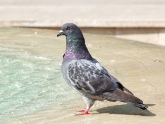 Pigeon Bird Beautiful Elegant