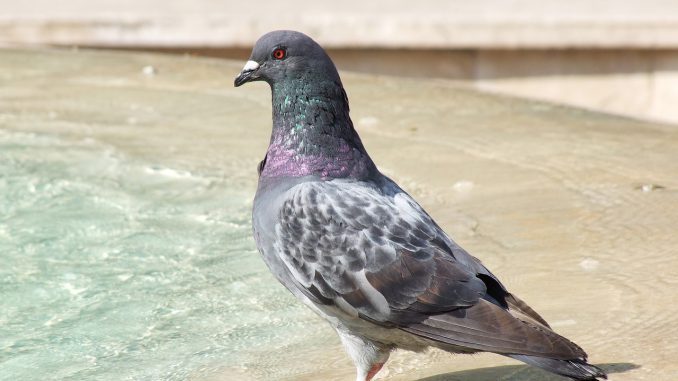 Pigeon Bird Beautiful Elegant 