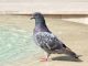 Pigeon Bird Beautiful Elegant
