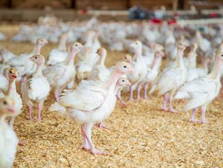 Poultry Poultry Farm Chickens Farm
