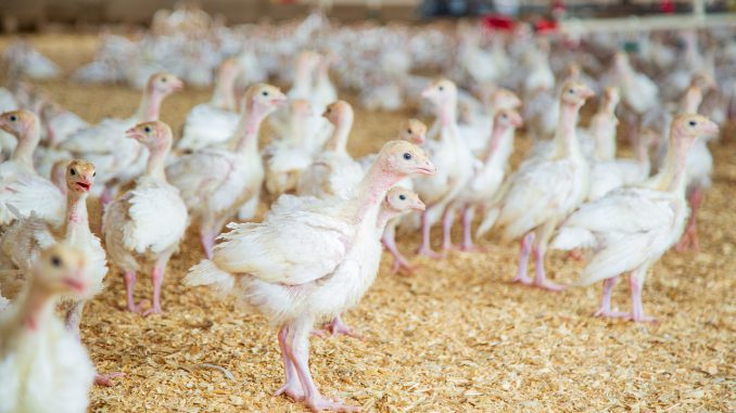 Poultry Poultry Farm Chickens Farm Poultry Poultry Farm Chickens Farm